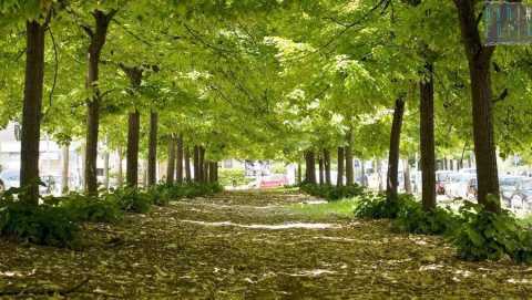 Strade strette, colori caldi, verde ovunque:  il "villaggio" di Poggiofranco bassa